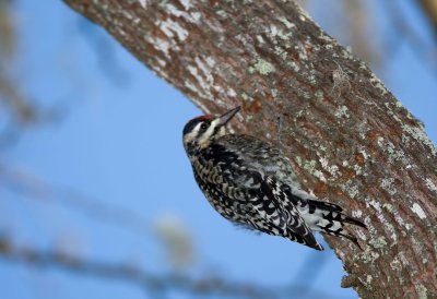 Yellow Bellied Sapsucker