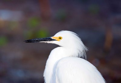 Snowy Egret