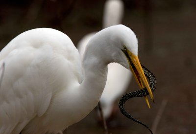 Great White Egret