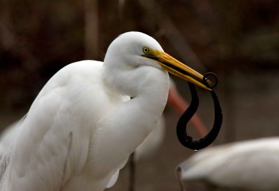 Great White Egret