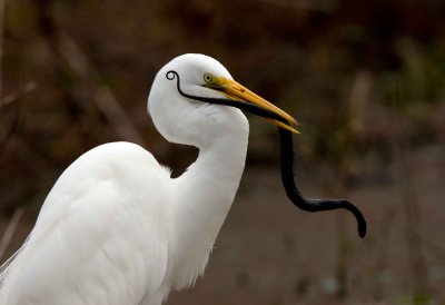 Great White Egret