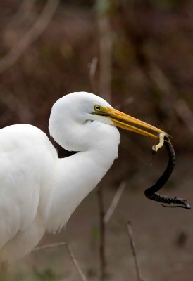 Great White Egret