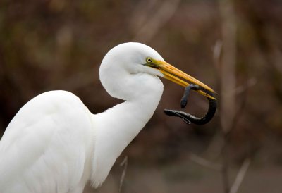 Great White Egret