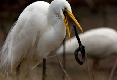 Great White Egret