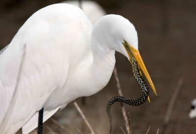 Great White Egret