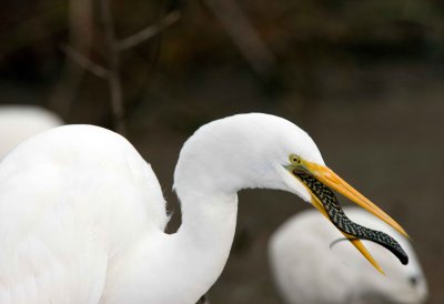 Great White Egret