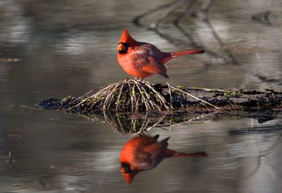 Cardinal