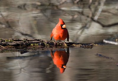 Cardinal