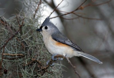 Tufted Titmouse