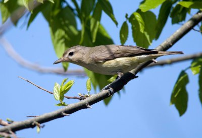 Warbling Vireo