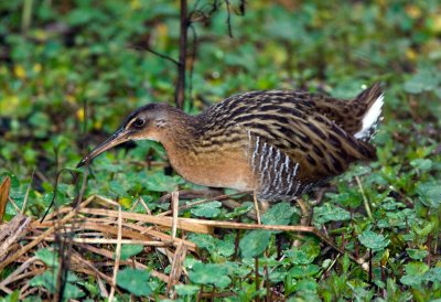 King Rail