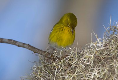 Pine Warbler