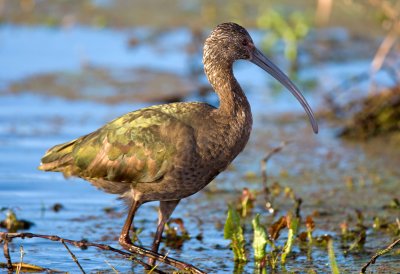 White Faced Ibis