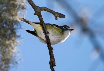 Blue Headed Vireo