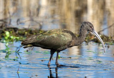 White Faced Ibis