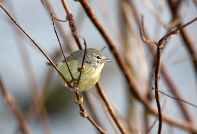 Orange Crowned Warbler