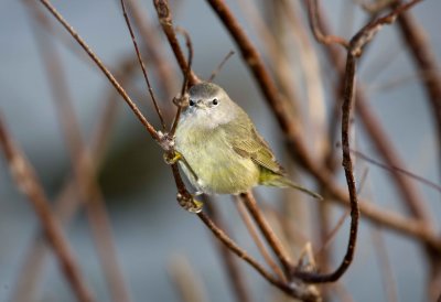 Orange Crowned Warbler