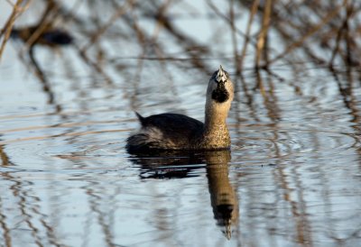 Pied Billed Grebe