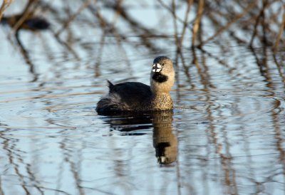 Pied Billed Grebe