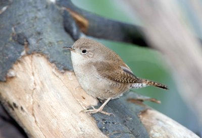 House Wren