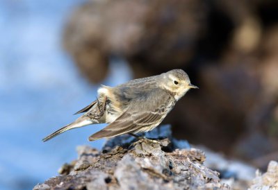 American Pipit