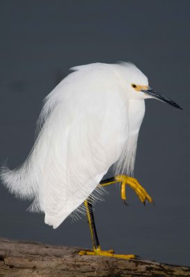 Snowy Egret