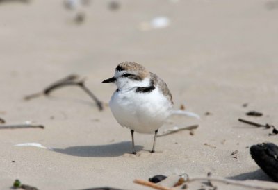 Snowy Plover