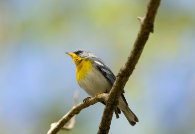 Northern Parula