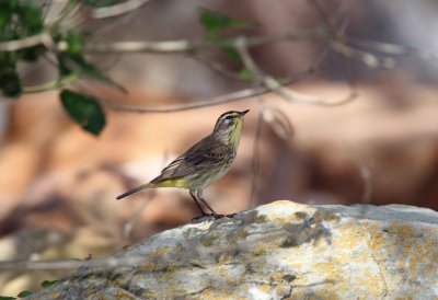 Palm Warbler