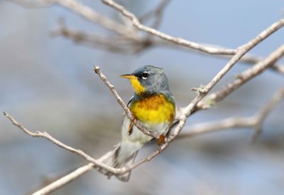 Northern Parula