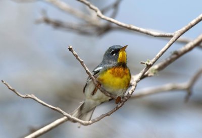 Northern Parula