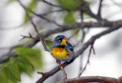 Northern Parula