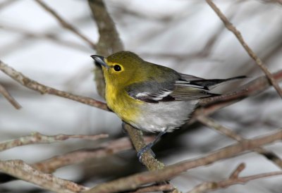 Yellow Throated Vireo