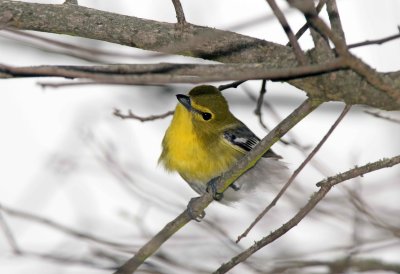 Yellow Throated Vireo