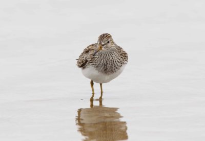 Pectoral Sandpiper