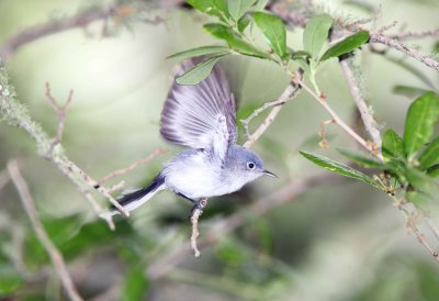 Blue Gray Gnatcatcher
