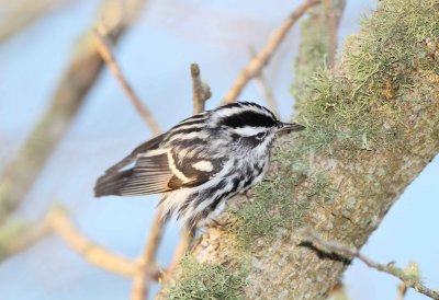 Black and White Warbler