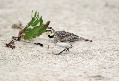 Horned Lark