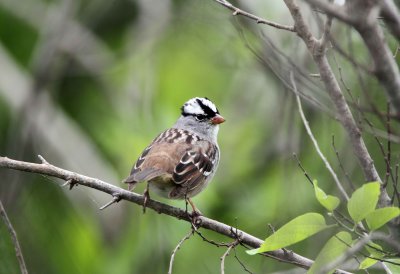 White Crowned Sparrow