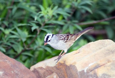 White Crowned Sparrow