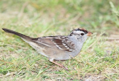 White Crowned Sparrow