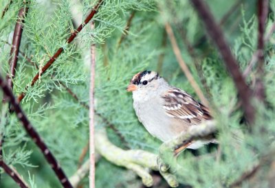 White Crowned Sparrow