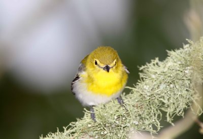 Yellow Throated Vireo