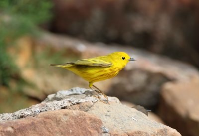 Yellow Warbler
