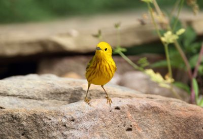 Yellow Warbler