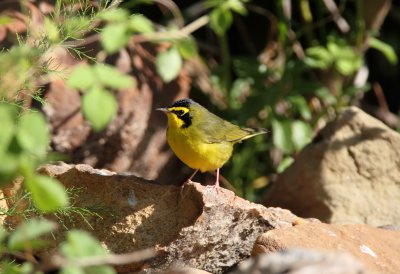 Kentucky Warbler