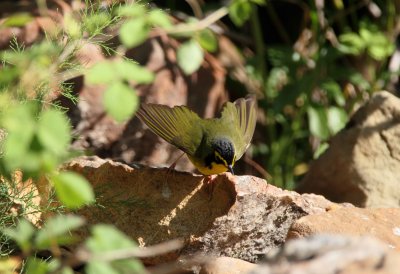 Kentucky Warbler