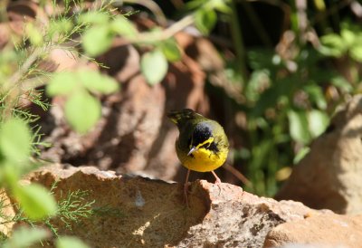 Kentucky Warbler