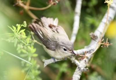 Warbling Vireo