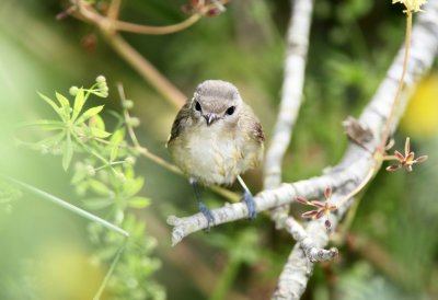 Warbling Vireo